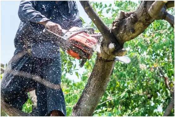 tree services Glenwood City